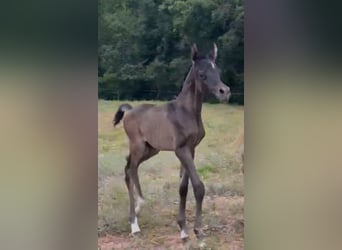 Straight Egyptian, Stallion, , Gray