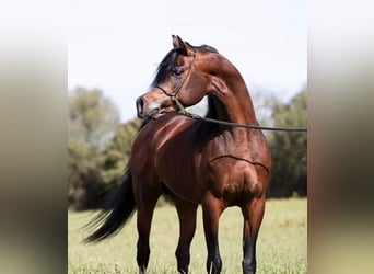 Straight Egyptian, Stallion, , Gray