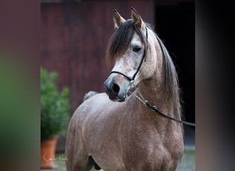 Straight Egyptian, Stallion, 10 years, 14.3 hh, Gray