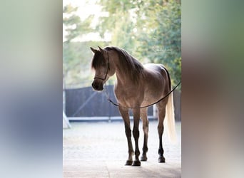 Straight Egyptian, Stallion, 11 years, 14,3 hh, Grey