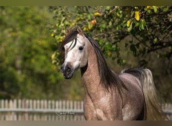 Straight Egyptian, Stallion, 11 years, 14,3 hh, Grey