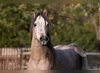 Straight Egyptian, Stallion, 11 years, 14,3 hh, Grey