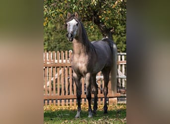Straight Egyptian, Stallion, 11 years, 14,3 hh, Grey