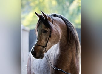 Straight Egyptian, Stallion, 11 years, 15 hh, Grey