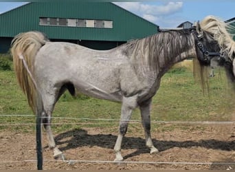 Straight Egyptian, Stallion, 6 years, 14,2 hh, Grey