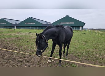 Straight Egyptian, Stallion, 4 years, 15,1 hh, Rabicano