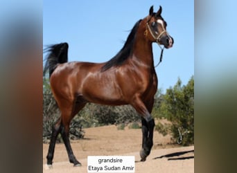 Straight Egyptian, Stallion, 4 years, 15,1 hh, Rabicano