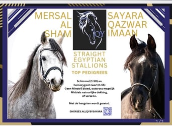 Straight Egyptian, Stallion, 4 years, 15,1 hh, Rabicano