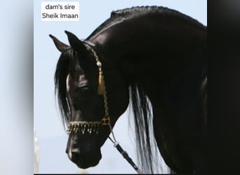 Straight Egyptian, Stallion, 4 years, 15,1 hh, Rabicano