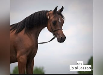 Straight Egyptian, Stallion, 4 years, 15,1 hh, Rabicano