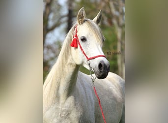 Straight Egyptian, Sto, 10 år, 158 cm, Grå