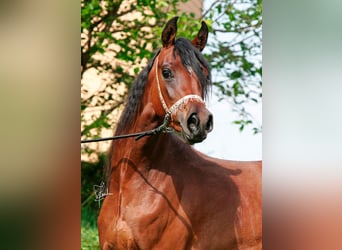 Ägyptischer Araber, Stute, 14 Jahre, 153 cm, Brauner