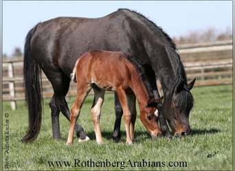 Ägyptischer Araber, Stute, 16 Jahre, 151 cm, Schwarzbrauner