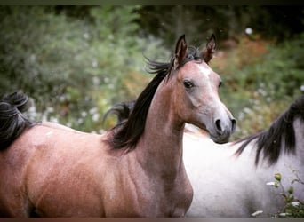 Straight Egyptian, Sto, 1 år, Grå