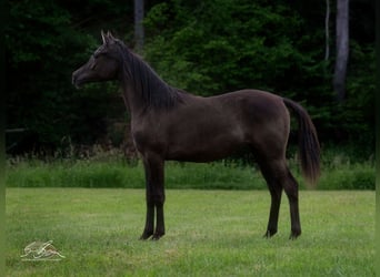 Straight Egyptian, Sto, 2 år, 150 cm, Svart