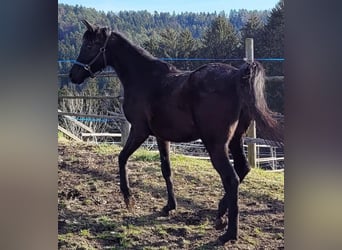Straight Egyptian, Sto, 3 år, 148 cm, Svart