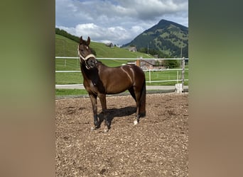 Ägyptischer Araber Blandning, Stute, 4 Jahre, 148 cm, Dunkelfuchs