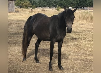 Straight Egyptian, Sto, 4 år, 158 cm