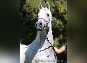 Straight Egyptian, Sto, 7 år, 152 cm, Grå