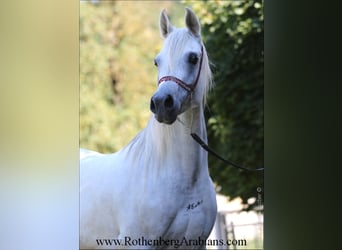 Straight Egyptian, Sto, 7 år, 152 cm, Grå