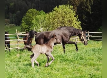 Ägyptischer Araber, Stute, Fohlen (04/2024), Rappe