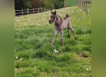 Ägyptischer Araber, Stute, Fohlen (04/2024), Rappe