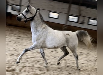 Straight Egyptian, Valack, 8 år, 150 cm, Gråskimmel