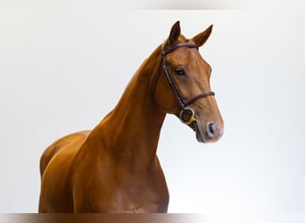 Studbook angloeuropeo, Castrone, 10 Anni, 168 cm, Sauro scuro