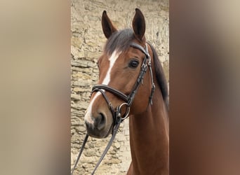Studbook angloeuropeo, Castrone, 10 Anni, 170 cm, Baio ciliegia