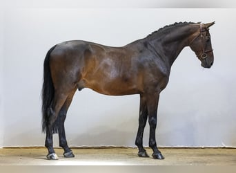Studbook angloeuropeo, Castrone, 10 Anni, 172 cm, Baio