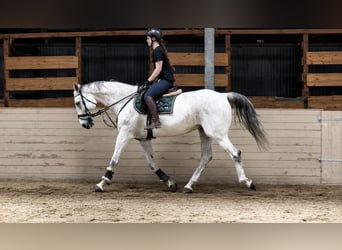 Studbook angloeuropeo, Castrone, 11 Anni, 178 cm, Grigio trotinato