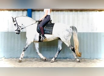 Studbook angloeuropeo, Castrone, 12 Anni, 166 cm, Grigio
