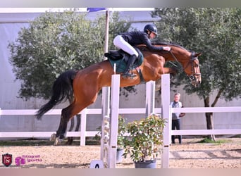 Studbook angloeuropeo, Castrone, 12 Anni, 170 cm, Baio scuro