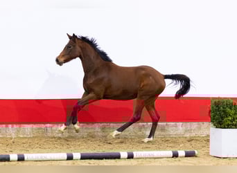 Studbook angloeuropeo, Castrone, 2 Anni, 150 cm