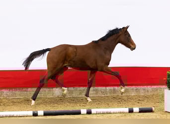 Studbook angloeuropeo, Castrone, 2 Anni, 150 cm