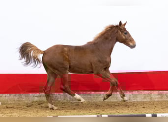 Studbook angloeuropeo, Castrone, 2 Anni, 156 cm