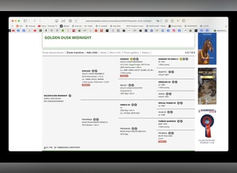 Studbook angloeuropeo, Castrone, 2 Anni, 165 cm, Baio ciliegia