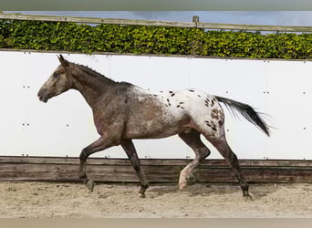 Studbook angloeuropeo, Castrone, 3 Anni, 158 cm, Leopard