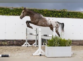 Studbook angloeuropeo, Castrone, 3 Anni, 158 cm, Leopard