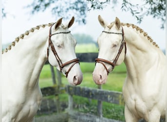 Studbook angloeuropeo, Castrone, 3 Anni, 168 cm, Perlino