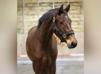Studbook angloeuropeo, Castrone, 3 Anni, 170 cm, Baio