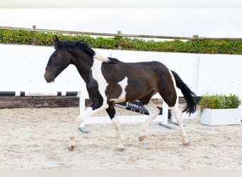 Studbook angloeuropeo, Castrone, 3 Anni, 170 cm, Pezzato