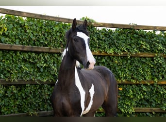 Studbook angloeuropeo, Castrone, 3 Anni, 170 cm, Pezzato