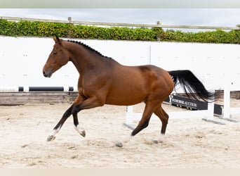 Studbook angloeuropeo, Castrone, 4 Anni, 160 cm, Baio