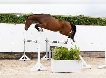 Studbook angloeuropeo, Castrone, 4 Anni, 160 cm, Baio