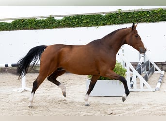 Studbook angloeuropeo, Castrone, 4 Anni, 160 cm, Baio