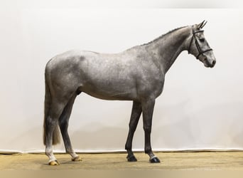 Studbook angloeuropeo, Castrone, 4 Anni, 161 cm, Grigio