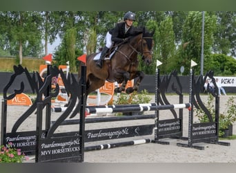 Studbook angloeuropeo, Castrone, 4 Anni, 163 cm, Baio scuro
