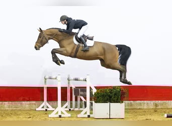 Studbook angloeuropeo, Castrone, 4 Anni, 168 cm