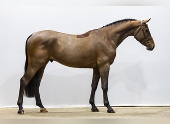 Studbook angloeuropeo, Castrone, 4 Anni, 168 cm